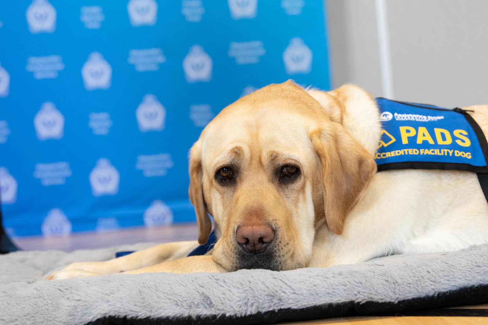 Regina Police Service Introduces Accredited Facility Dog PADS Sinclair Regina Police Service